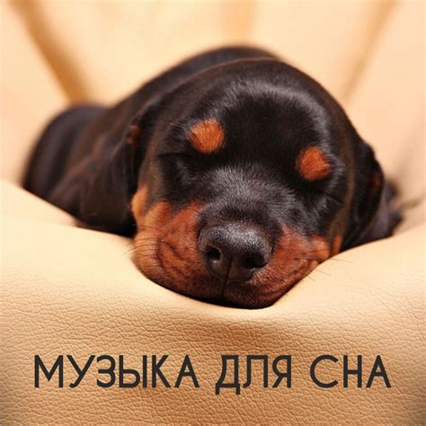 Успокаивающие Звуки - song and lyrics by Музыка для Сна | Spotify