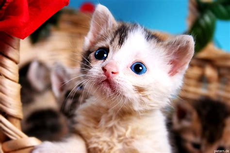 350+ Картинки на робочий стіл - Коти | Скачати Безкоштовно шпалери