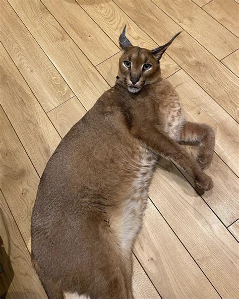 Weird pumba : r/Floppa