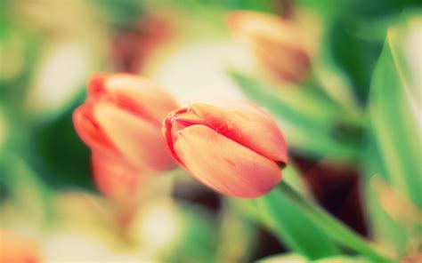 Обои на рабочий стол /Best HD Wallpapers Pack 1022 » 24Warez.ru ...