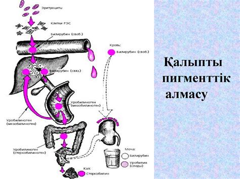 Сарғаю синдромы - презентация онлайн