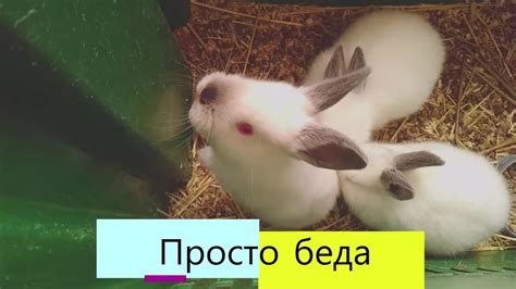 Крольчиха родила%Что будет с КРОЛЬЧАТАМИ - YouTube
