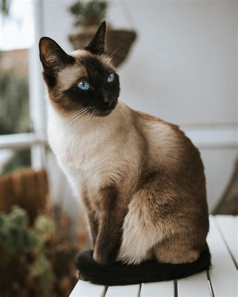 Siamese Cat Breed Profile | Litter-Robot