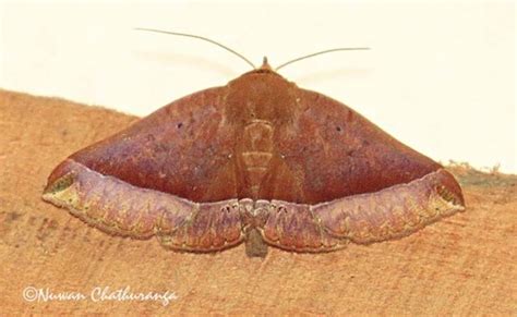 Genus Delgamma · iNaturalist