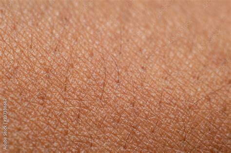 Human Arm Skin