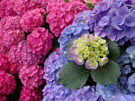 Chcete si rozmnožiť hortenzie? Skúste to z odrezkov | Hydrangea, Plants ...