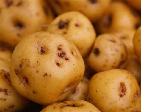 Papas Criollas en Freidora de Aire