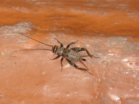Сверчок домовой, сверчок домашний (Acheta domesticus) Насекомые ...