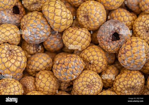 rattan fruit  tagalog