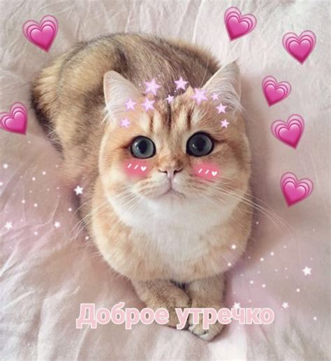 Мем доброе утро | Милые котики, Мемы, Котята
