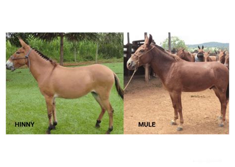 Hinny Vs Mule: 11 Top Differences and Similarities Explained