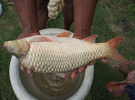 Amur Common Carp / Amur / Amur Carp, Pack Size: 12 Inch X 12 Inch X 14. ...