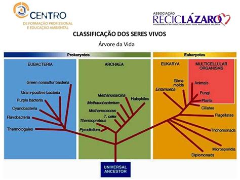 Quais São Os Critérios Usados Para Classificar Os Seres Vivos