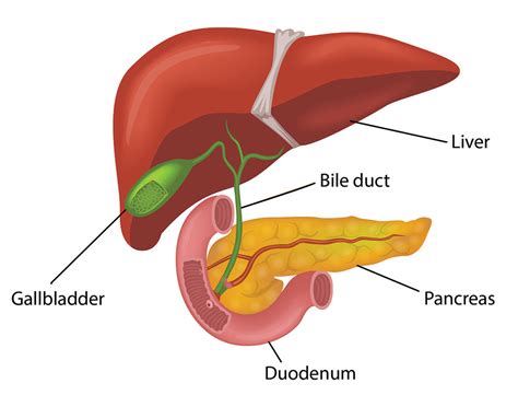 Liver & Pancreas Diagram | Quizlet