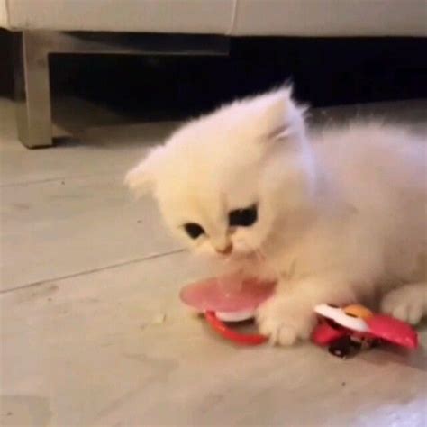 Beautiful Nature & Animals on Instagram: “Tag someone Video by @cats ...