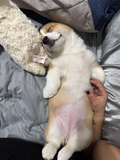 Do corgis always sleep on their back like this?? : r/corgi