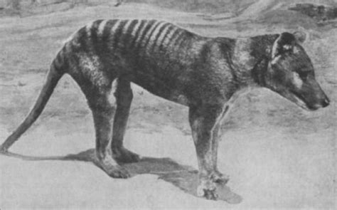 Thylacine, also known as the Tasmanian Tiger or the Tasmanian Wolf is ...