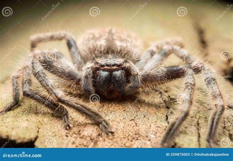 Spectacular Hairy Spider Taken from the Front Macro Potho Stock Image