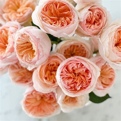 David Austin Juliet Apricot Luxury Cut Garden Roses 12 Stems per Bunch