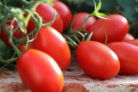 Томат Чио Чио Сан: описание сорт, характеристика, вкус, урожайность