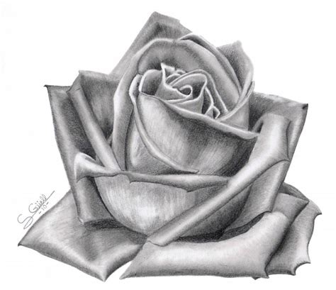 Rosas para dibujar de amor a lapiz - Imagui