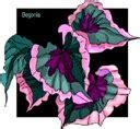 Всё о бегониях и не только...: Бегония Бауэра (Begonia bowerae) и ...
