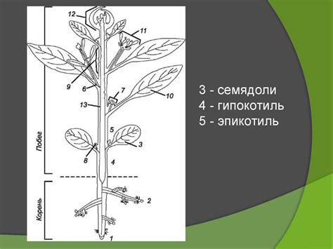 Основные вегетативные органы растений. Лекция 6 - презентация онлайн