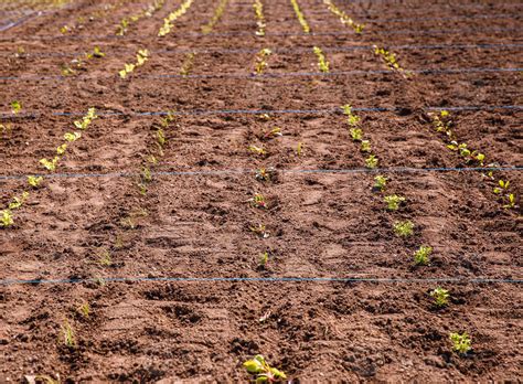 Sprouting vegetables in neatly arranged rows, young plants in