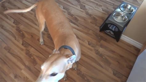 Our greyhound Jax reacts to a baby crying - YouTube