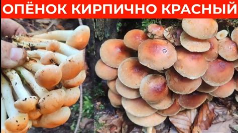 Красный Гриб Фото — Mixyfotos.ru