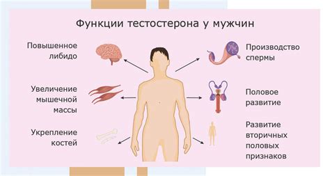 Тестостерон - показания к исследованию тестостерона. Сдать анализ на ...