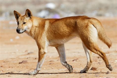 domestic dog canis familiaris   mammals