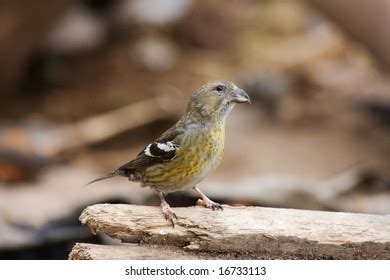 Two Barred Crossbill: Over 61 Royalty-Free Licensable Stock Photos ...
