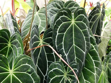 Anthurium crystallinum