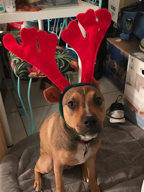 When my mom is watching my dog this is what she sends me : r/aww