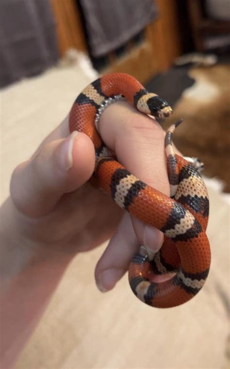 Snake shedding : r/snakes