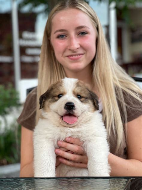 Puppies where... - Dr. Melissa Magnuson, The Conscious Vet | Facebook