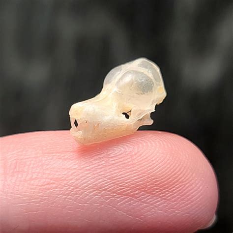 Eastern Pipistrelle Skull