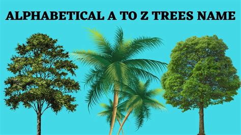 ALPHABETICAL A TO Z NAMES OF TREES FOR KIDS AND TODDLERS. - YouTube