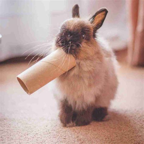 toy  rabbits  guide  choosing safe  engaging