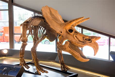 History: Triceratops: Level 1 activity for kids | PrimaryLeap.co.uk