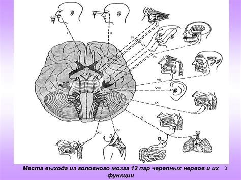 Черепные нервы и области их иннервации - презентация онлайн
