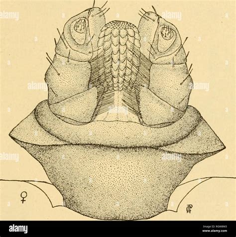 rhipicephalus  res stock photography  images alamy