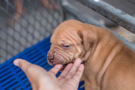 Pitbull Terriers: Biting & Nipping [Preventing,Training,+10 Tips]