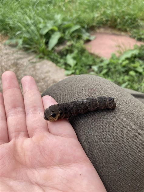 Elephant Hawk Moth Caterpillar 🐛 : r/insects