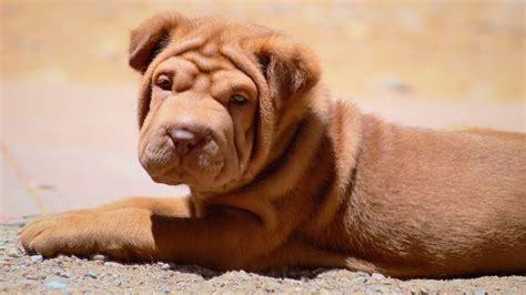 Shar-Pei: Dog Breed Characteristics Care, 57% OFF