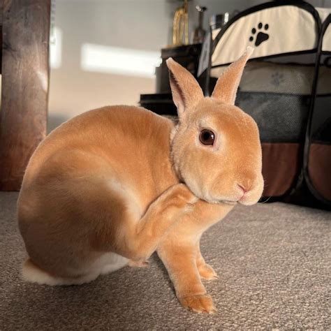 cutest rabbit breeds artofit