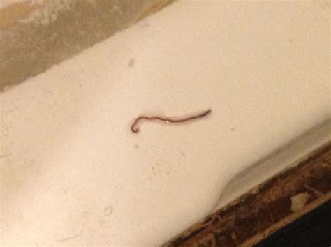 i always find these worms in my bathroom on ocassion. which species is