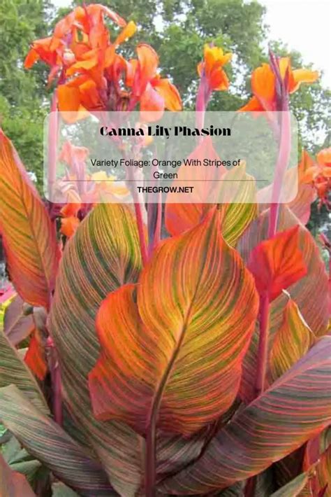 30 Common And Rare Canna Lily Varieties (With Pictures) | TheGrow