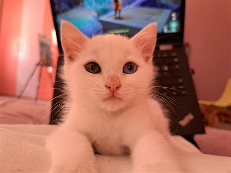 Anyone have any idea what breed she might be? : r/kittens